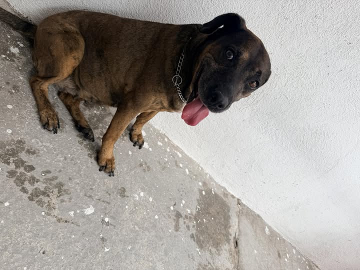 Foto del avistamiento de perro