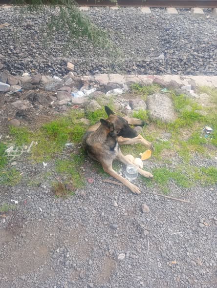 Foto del avistamiento de perro
