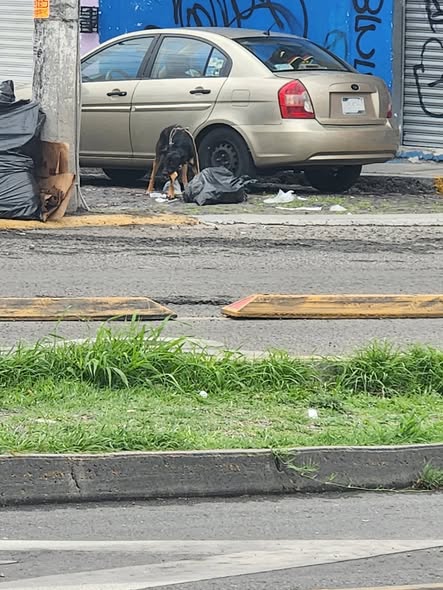 Dog sighting photo