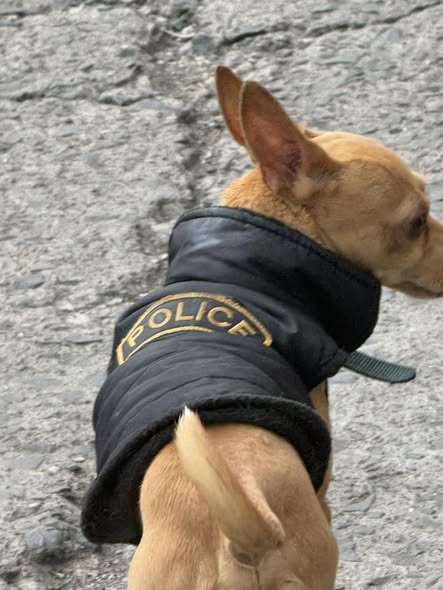 Foto del avistamiento de perro