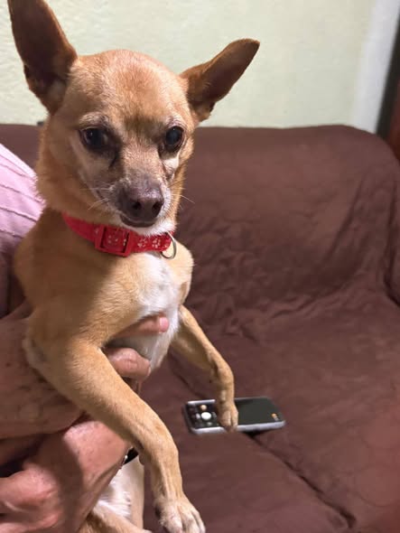 Dog sighting photo