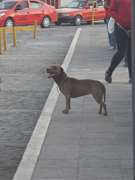 Foto del avistamiento de perro