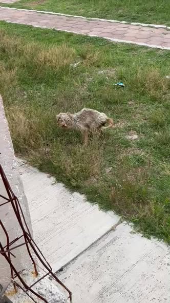 Foto del avistamiento de perro