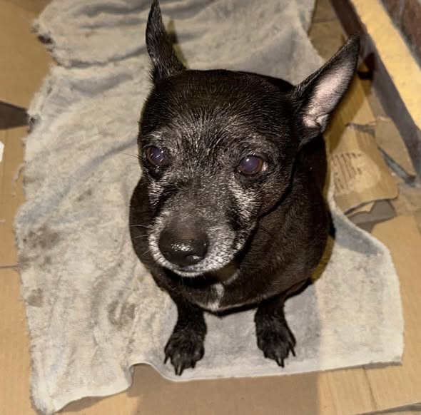 Dog sighting photo