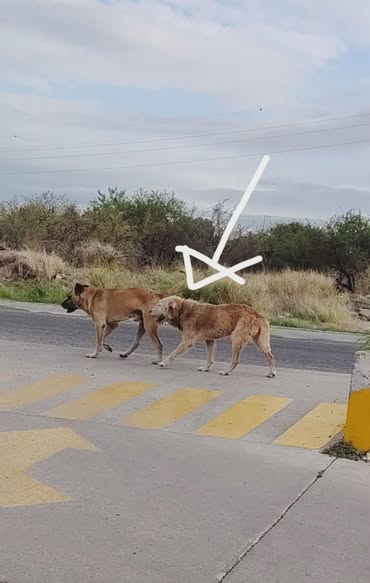 Foto del avistamiento de perro