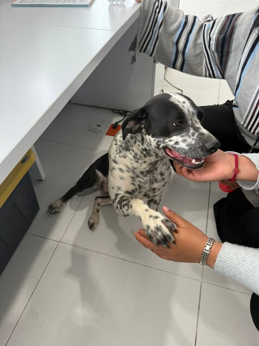 Foto del avistamiento de perro