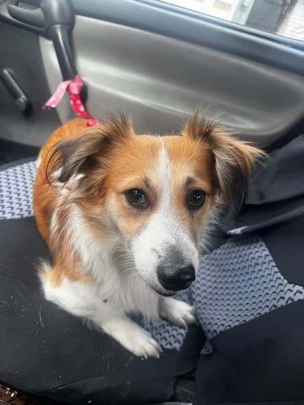 Dog sighting photo
