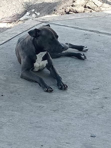 Foto del avistamiento de perro