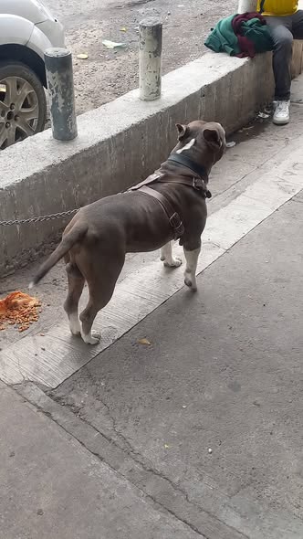Foto del avistamiento de perro