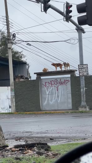 Foto del avistamiento de perro