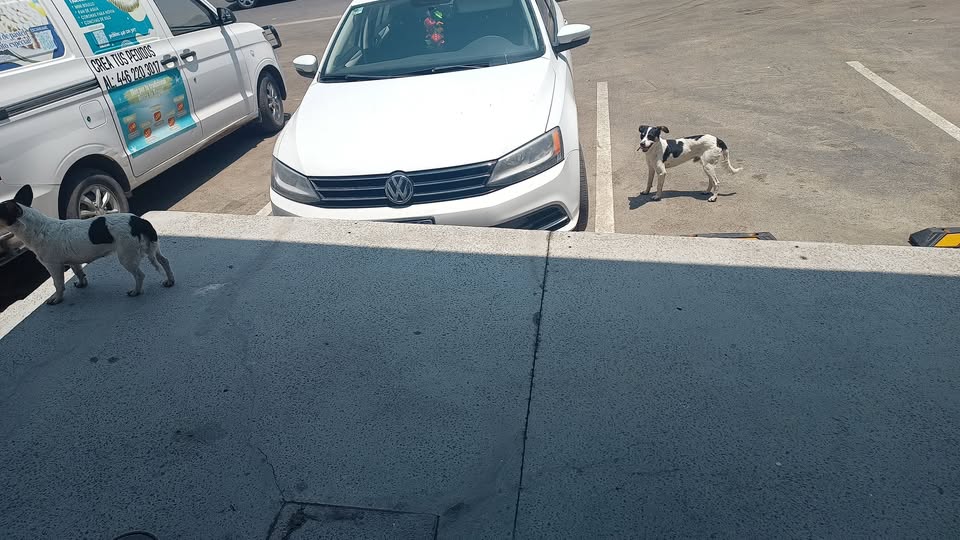 Foto del avistamiento de perro