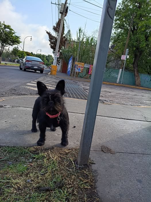 Foto del avistamiento de perro