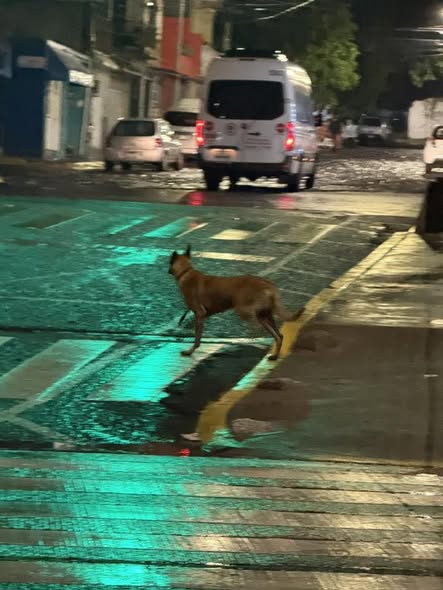 Foto del avistamiento de perro