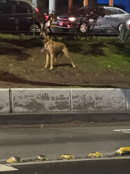 Foto del avistamiento de perro