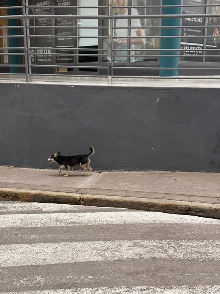 Foto del avistamiento de perro