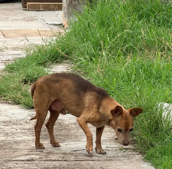 Foto del avistamiento de perro