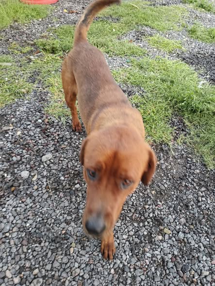 Dog sighting photo