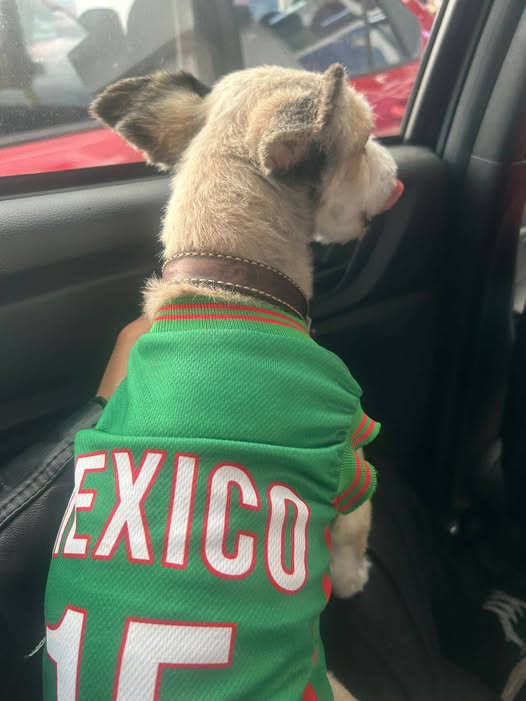 Dog sighting photo
