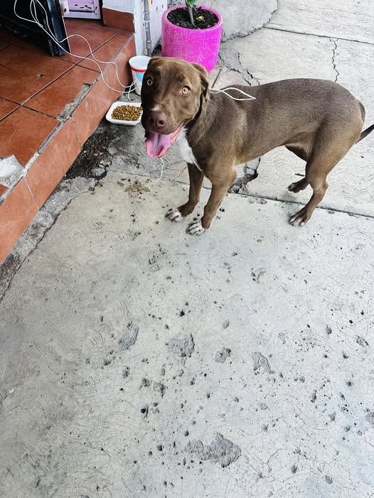 Foto del avistamiento de perro