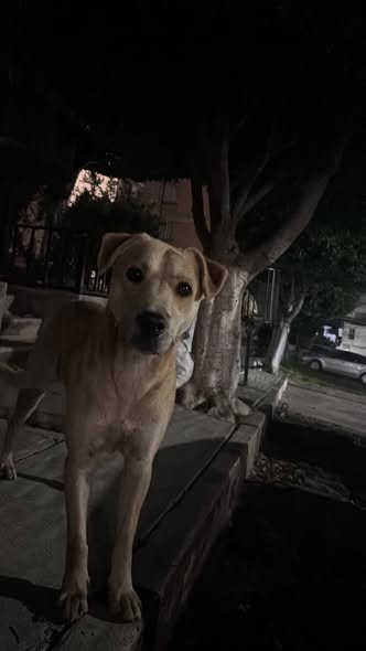 Dog sighting photo