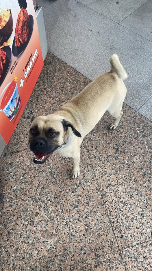 Foto del avistamiento de perro