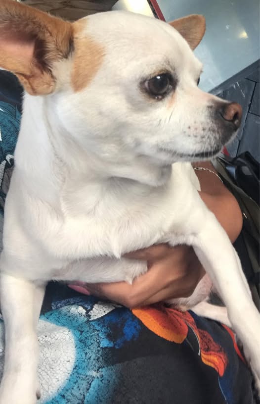 Foto del avistamiento de perro