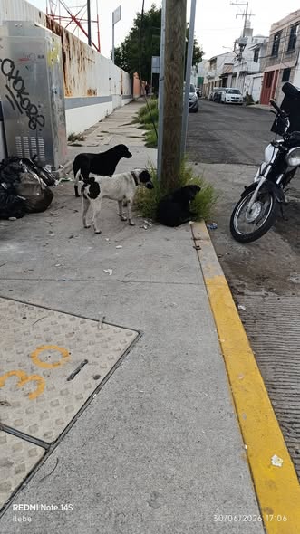 Foto del avistamiento de perro