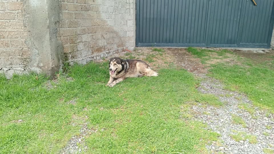 Dog sighting photo