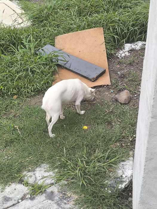 Foto del avistamiento de perro