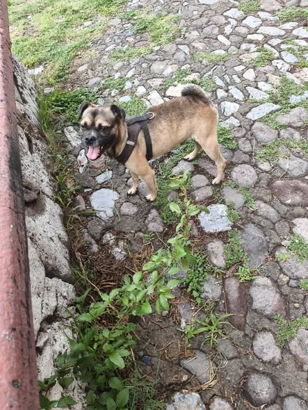 Foto del avistamiento de perro