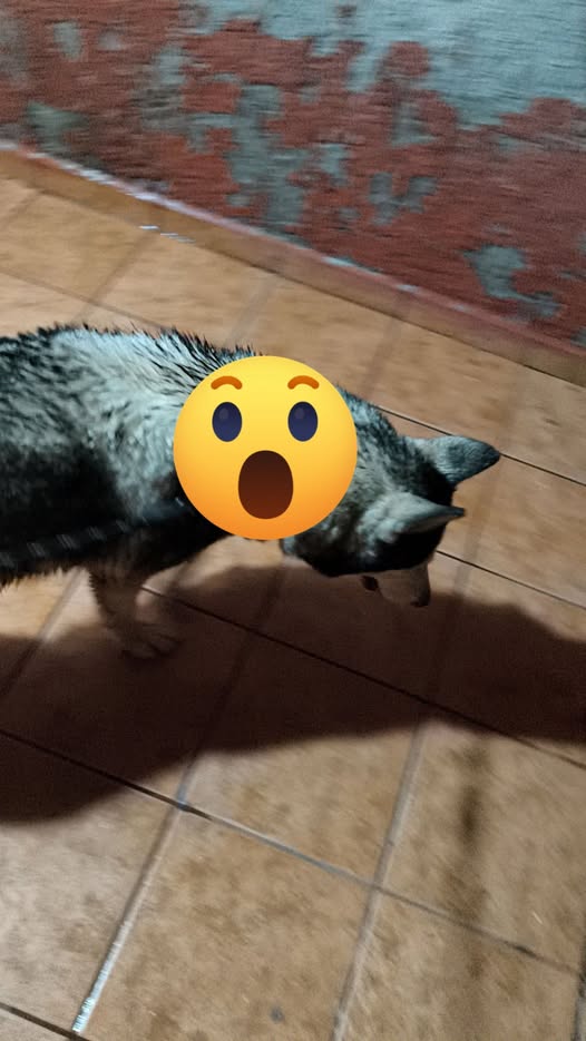 Dog sighting photo