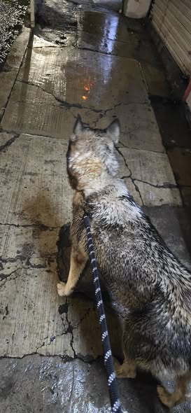 Dog sighting photo