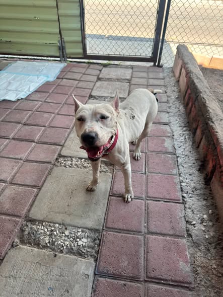Foto del avistamiento de perro