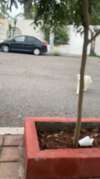 Dog sighting photo