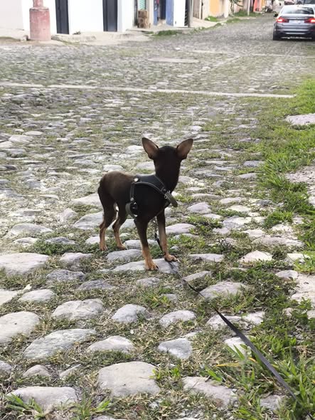 Foto del avistamiento de perro