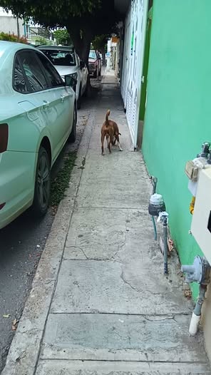Foto del avistamiento de perro