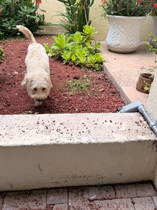 Foto del avistamiento de perro