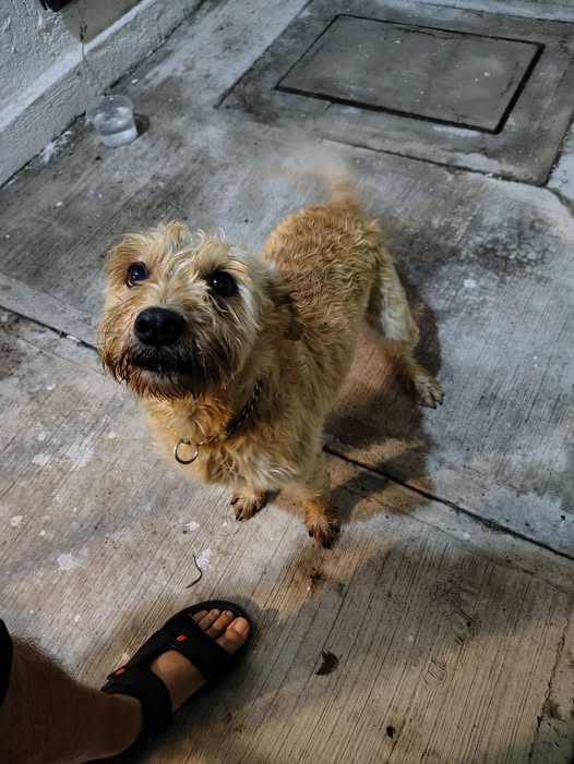 Foto del avistamiento de perro