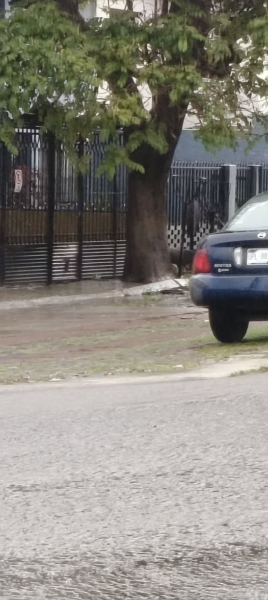 Dog sighting photo