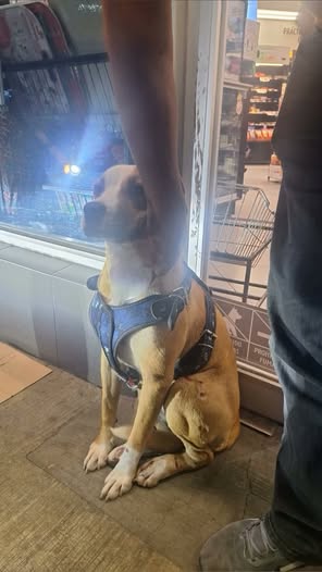 Foto del avistamiento de perro