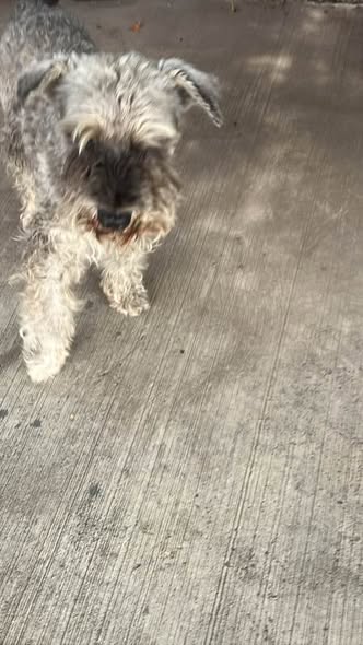 Foto del avistamiento de perro
