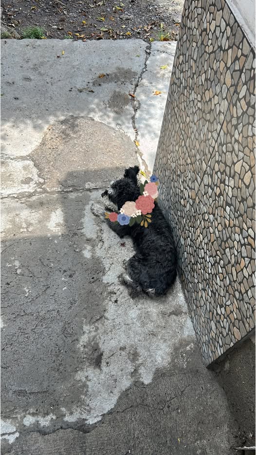 Foto del avistamiento de perro