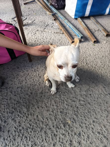Foto del avistamiento de perro