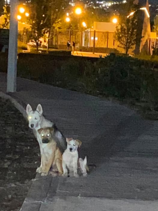 Foto del avistamiento de perro