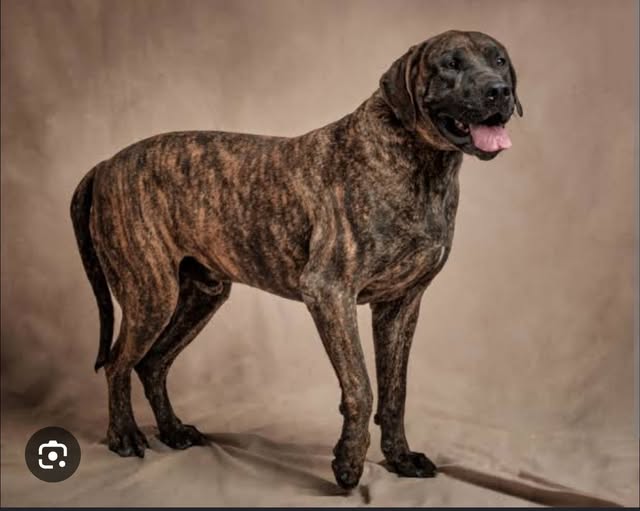 Dog sighting photo
