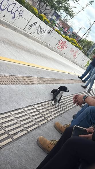 Dog sighting photo