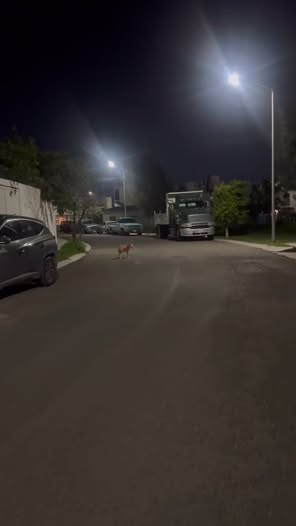 Foto del avistamiento de perro
