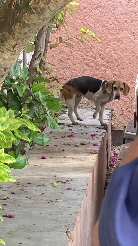 Foto del avistamiento de perro