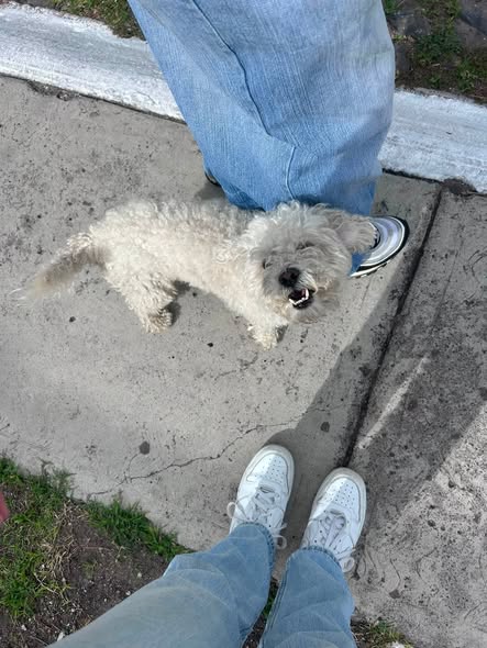 Foto del avistamiento de perro