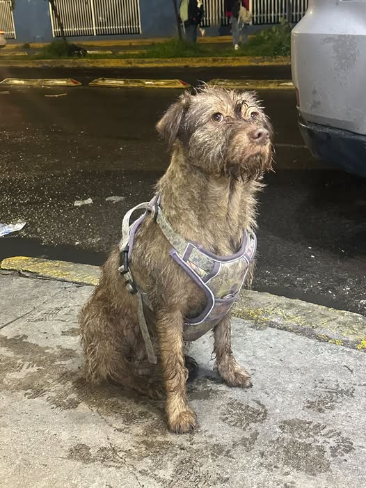 Dog sighting photo